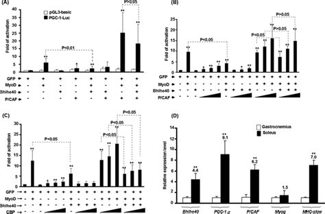 P Caf Rescues Bhlhe Mediated Repression Of Myod Transactivation A