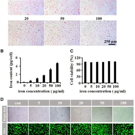 The Cell Iron Content And Viability Of HUVECs After Labeling With