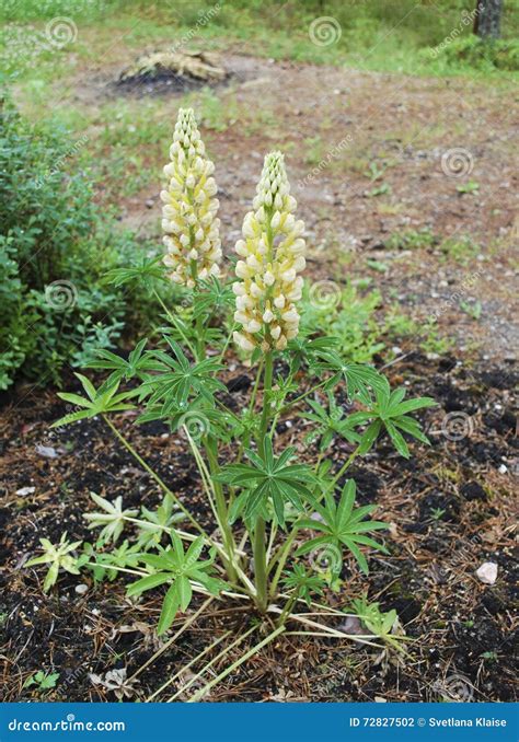 Flor Amarilla Del Lupinus En El Jardín Foto de archivo Imagen de