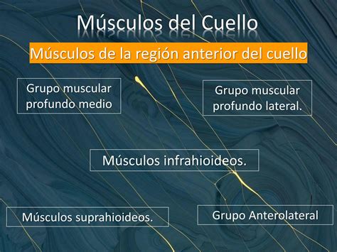 Solution Musculos Del Cuello Studypool