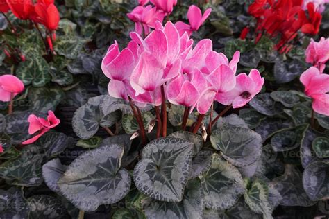 Cyclamen flower Multi colors 17361533 Stock Photo at Vecteezy