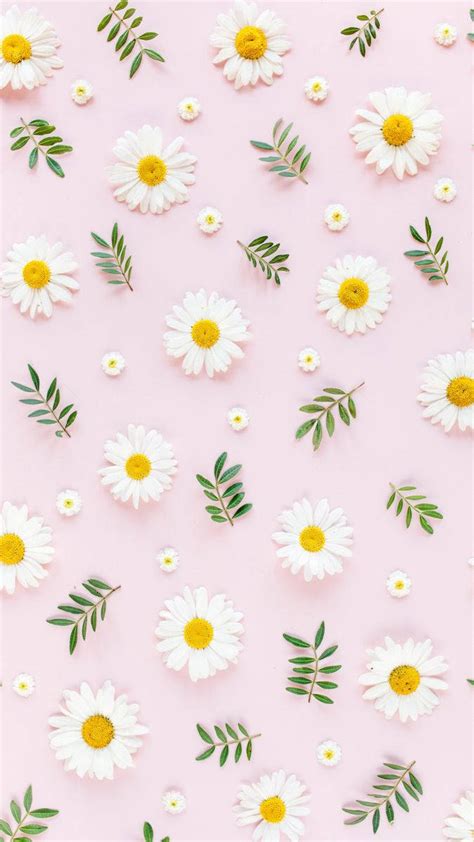 Pink Daisy Background Images Hd Pictures And Wallpaper For 44 Off