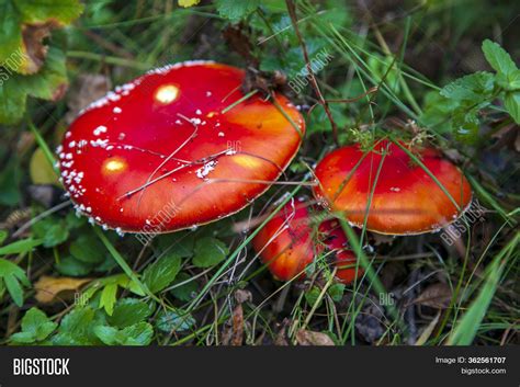 Hallucinogenic Image & Photo (Free Trial) | Bigstock