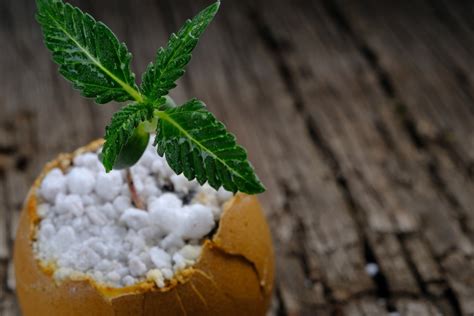 Pourquoi faut il mettre des glaçons dans les pots de plantes