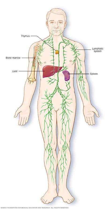 Hodgkin S Lymphoma Hodgkin S Disease Disease Reference Guide