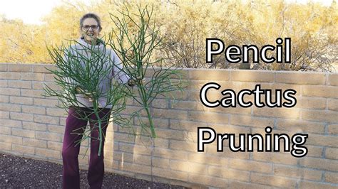 Pencil Cactus Pruningpruning My Large Euphorbia Tirucallijoyusgarden