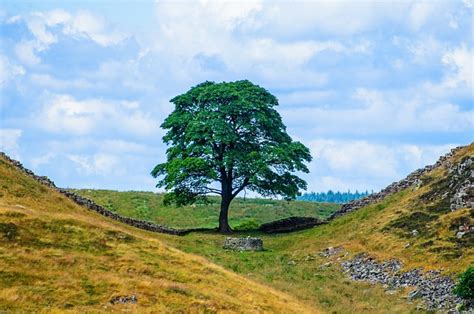 Árbol Rama Sucursales Foto gratis en Pixabay Pixabay