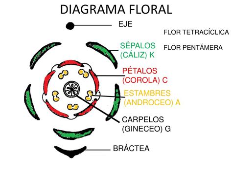 Diagrama De Una Flor