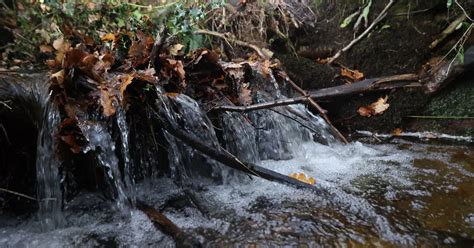 The Ashdown Forest Walk Leading To Lovely Woodlands With Mini Stream