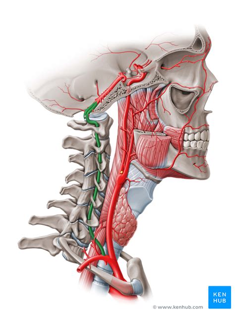 Vertebral Artery Subclavian