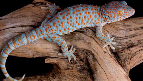 Gecko Tokay ¿qué Cuidados Necesita La Casita De Los Animales