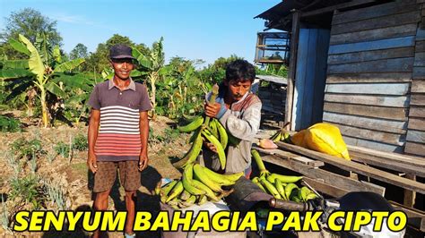 AKHIRNYA PAK CIPTO PANEN SAYUR DAN BUAH DARI LAHANNYA CERITA DARI