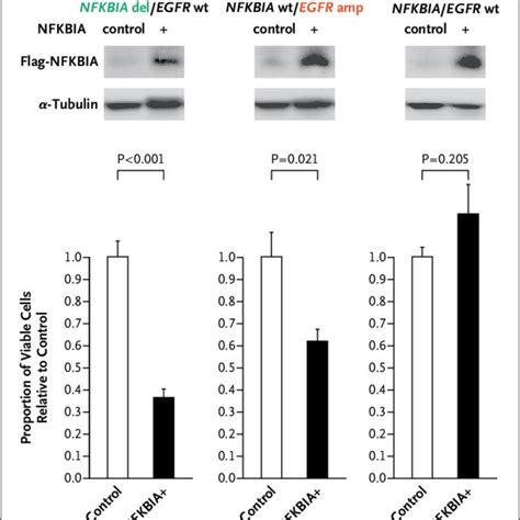 Effect Of Nfkbia Expression In Patient Derived Glioblastoma Cultures