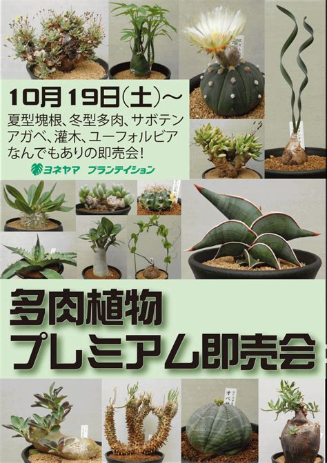 【明日開催】多肉植物プレミアム即売会ヾ≧ ≦ﾉ ザ・ガーデンの園芸スタッフブログ