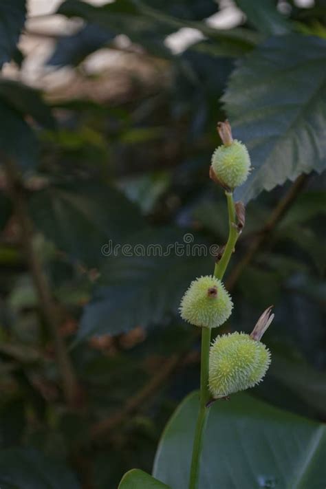 Indian Shot Canna Indica Leaf Veins Stock Image Image Of Detail