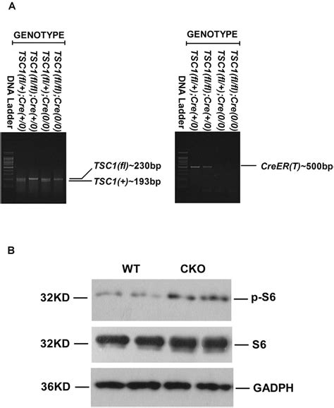 Generation Of Tsc1 Conditional Knockout Cko Mice In The Mesenchymal