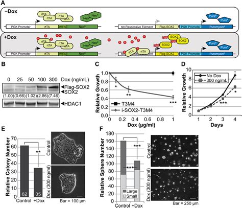 Overexpression Of Sox2 In Pdac Cells Reduces Proliferation A