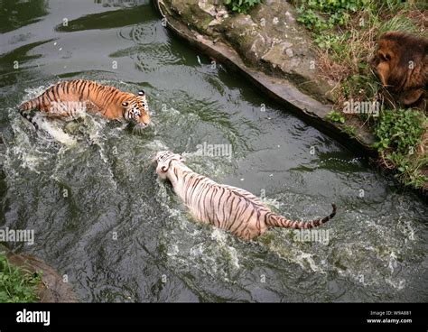 Siberian Tiger Vs Bengal Tiger