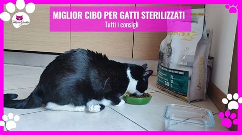 Cibo Per Gatti Sterilizzati Una Guida Ottimizzata Alla Scelta