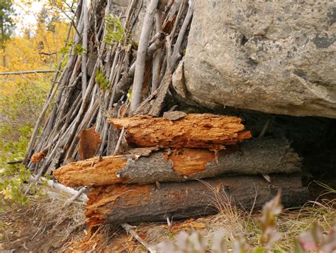 Building a Wilderness Survival Shelter – Backwoods Mama