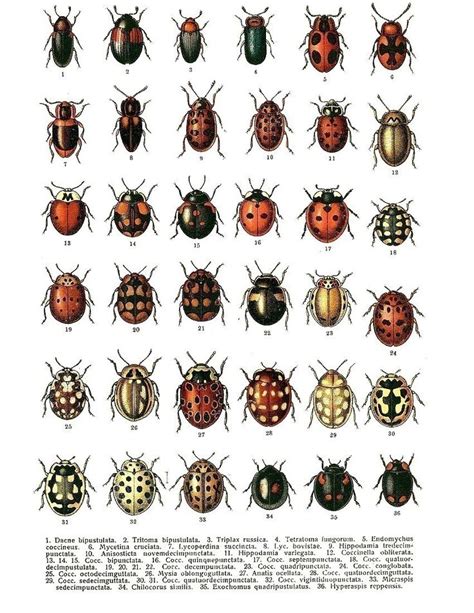 Small House Beetles Identification