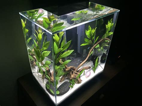 Fluval Edge #aquarium | Fresh water fish tank, Fish tank, Nature aquarium