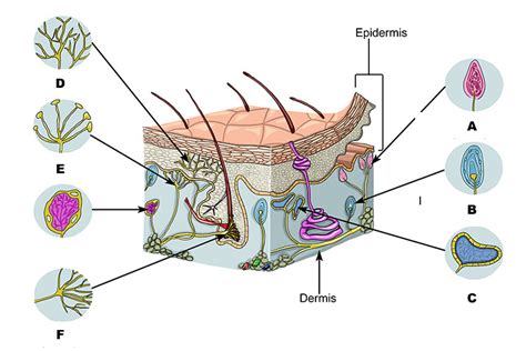 Sensory Receptors Diagram