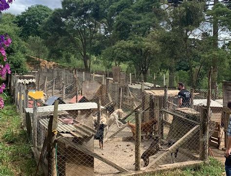 80 cães são resgatados de chácara de protetora em Quatro Barras