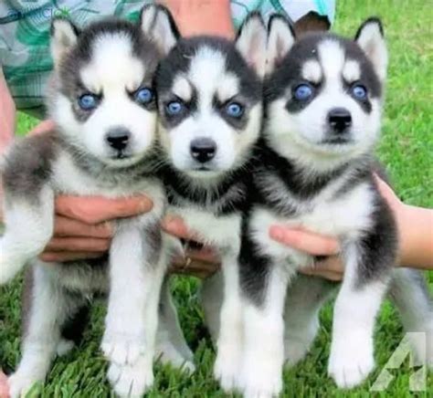 Husky Lobo Siberiano Hembra Y Macho Meses sin interés