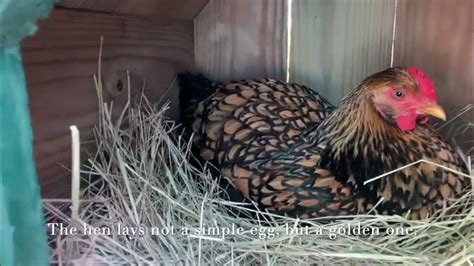 Chicken Laying An Egg Youtube