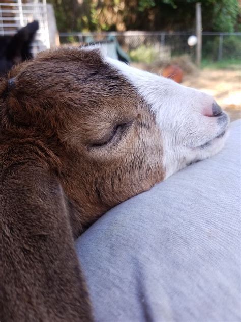 Tired Baby Goat Baby Goats Cuddly Animals Animals Beautiful