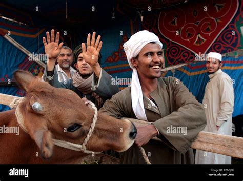 An Egyptian Shepherd Displays A Cow At A Popular Market In Cairo Egypt