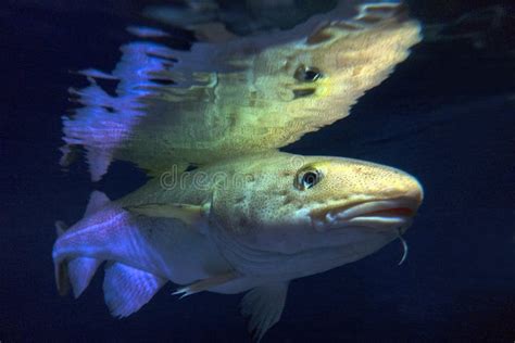 Atlantic Cod, Gadus Morhua, Portrait,close Up Stock Photo - Image of ...