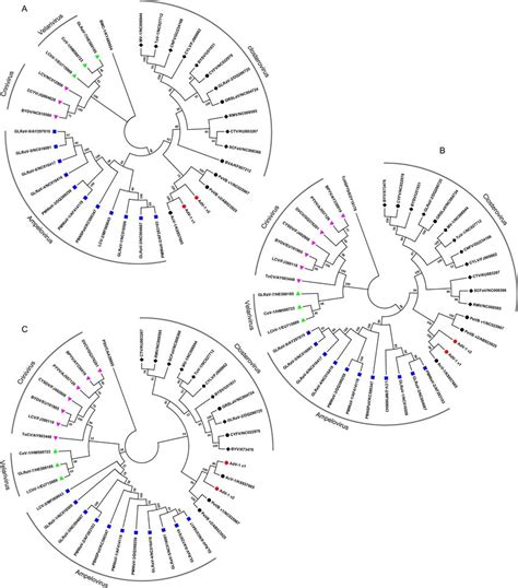 Phylogenetic Trees Of The Amino Acid Sequences Of Rdrp A Hsp70h B