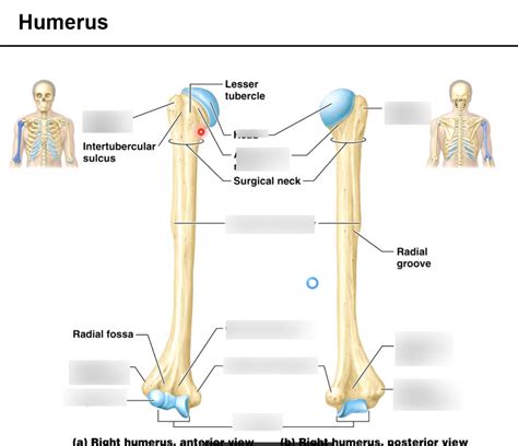 Bony Landmarks Humerus Diagram Quizlet