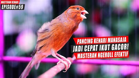 Masteran Suara Burung Kenari Gacor Panjang Cuit Cuit Ngerol Untuk