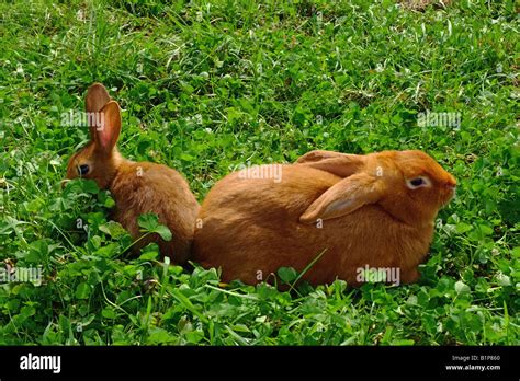 Race Fran Aise France Jeunes Mature Fran Aise Lapin Race Jeune Mature France Photo Stock Alamy