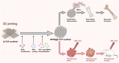 Three‐dimensional‐printed Mpbi β‐tcp Scaffold Promotes Bone Regeneration And Impedes