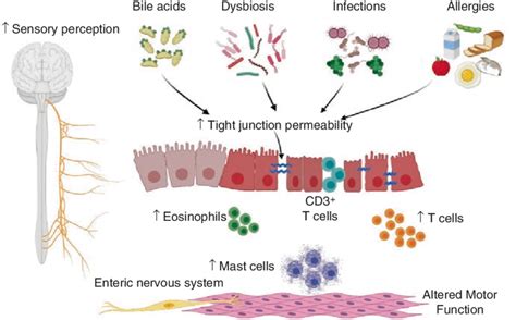 1 Main pathophysiological mechanisms of intestinal dysfunction and... | Download Scientific Diagram