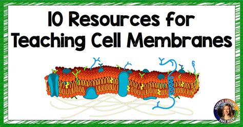 Cell Membrane Images Worksheet Key - Worksheets For Kindergarten