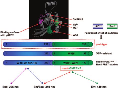 Structure of mutants used in intramolecular FRET studies on the p67 ... 