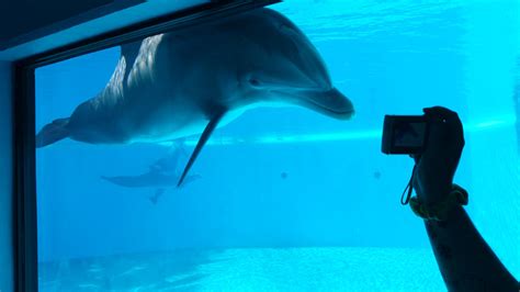 Dolphin Habitat - Hello by ChelseaHeller on DeviantArt