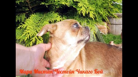 ПРОДАЮ #чихуахуа Честейн Чикаго Бой Др 04.07.23 #ЦЕНА 35 тр # ...