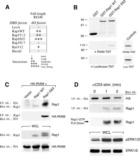 Figure 2 From RIAM An Ena VASP And Profilin Ligand Interacts With