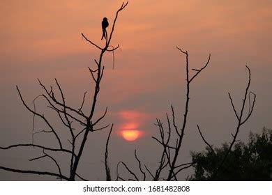 Orange Naked Bird Images Stock Photos Vectors Shutterstock