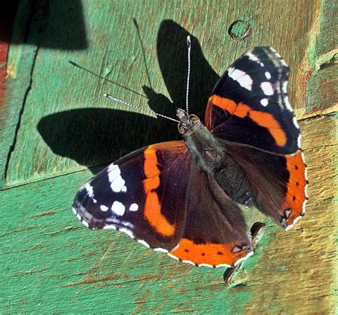 Бабочка Адмирал | Бабочка адмирал – яркий представитель чешу… | Flickr