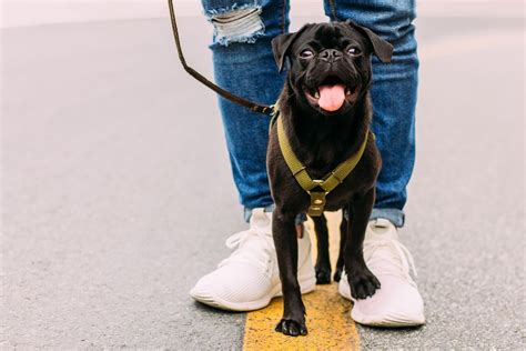 Chat Et Chien Au Bureau Quand Nos Animaux De Compagnie Nous