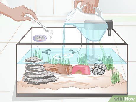 How to Set Up a Tank for Your Red Clawed Crab