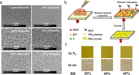 (a) Scanning electron micrograph of the morphologies and (b ... 