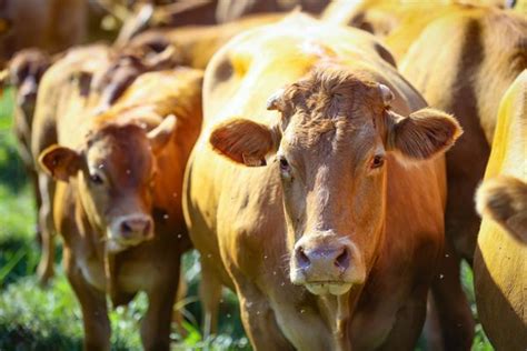 Fi Vre Troubles Respiratoires C Est Quoi Le Covid De La Vache